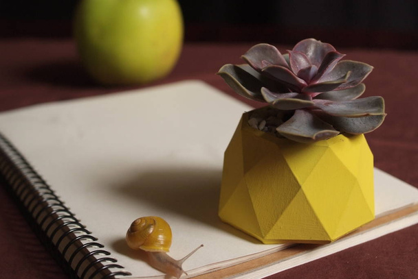 Mehukkaita keltainen betoni potin pöydälle pieni etana lähellä omena ja muistikirja. Makrotason lähikuva
 - Valokuva, kuva