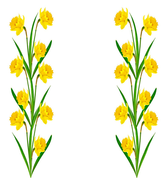 Frühlingsblumen Narzisse isoliert auf weißem Hintergrund - Foto, Bild