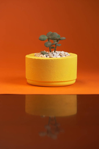 Succulents en pot de béton jaune sur fond orange Fermer
 - Photo, image