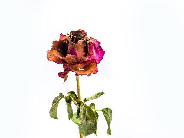 gedroogde Rose bloem hoofd geïsoleerd op witte achtergrond knipsel, bro - Foto, afbeelding