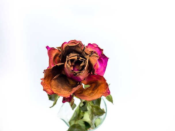 dried rose flower head isolated on white background cutout,  Bro - Photo, Image