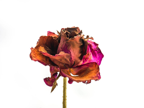 gedroogde Rose bloem hoofd geïsoleerd op witte achtergrond knipsel, bro - Foto, afbeelding