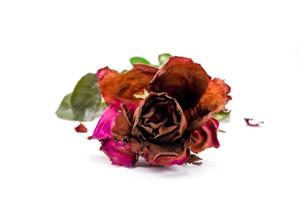 высушенная голова из розового цветка на белом фоне
  - Фото, изображение
