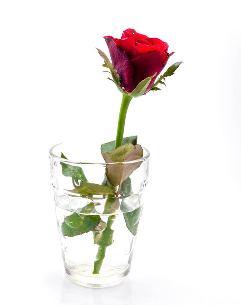 白いバックグローンのグラスに赤いバラのクローズアップ - 写真・画像