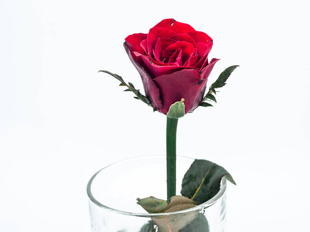 白いバックグローンのグラスに赤いバラのクローズアップ - 写真・画像