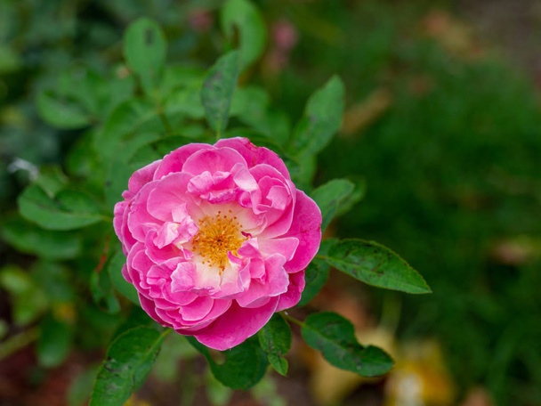 Víla růže, rudá Pygmy Rose, Red Rosa chinensis, Rosachinensis Jacq. var. minima Voss (Rosaceae)  - Fotografie, Obrázek