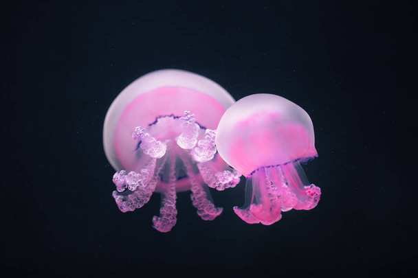 two purple jellyfish rhizostoma pulmo underwater - Foto, imagen