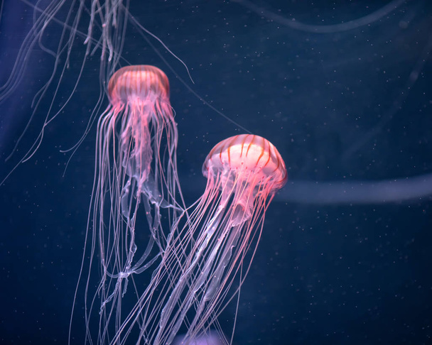 Meduse incandescenti chrysaora pacifica sott'acqua - Foto, immagini