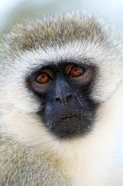 Portrait of a vervet monkey - Foto, imagen