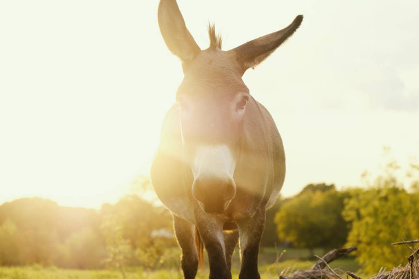 Mini âne à la ferme
 - Photo, image