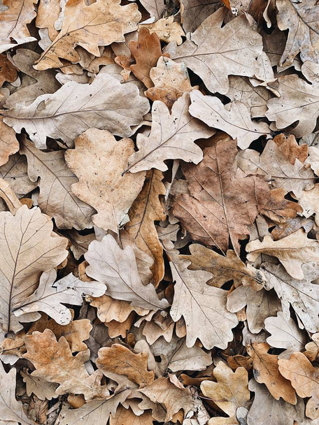 Autumn and fall composition. Beige oak leaves background. Flat lay, top view. Fall concept.  - Photo, Image
