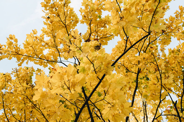 Осенне-осенняя композиция. Красивый пейзаж с желтыми кленовыми листьями. Осенняя концепция. естественный фон
.  - Фото, изображение