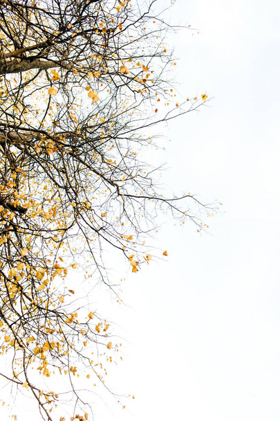 Syksy ja syksy koostumus. Puut kuivatut oksat ja keltaiset lehdet. Syyskonsepti. Luonnollinen tausta
.  - Valokuva, kuva