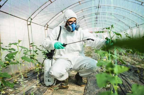 Молодий працівник обприскує органічні пестициди на огіркові рослини в теплиці
. - Фото, зображення