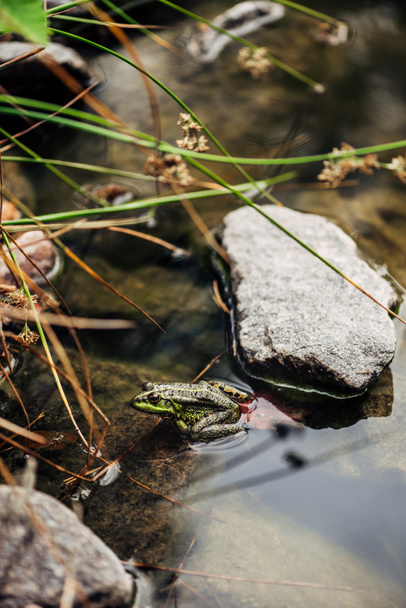 enfoque selectivo de rana verde en el lago exterior
  - Foto, Imagen