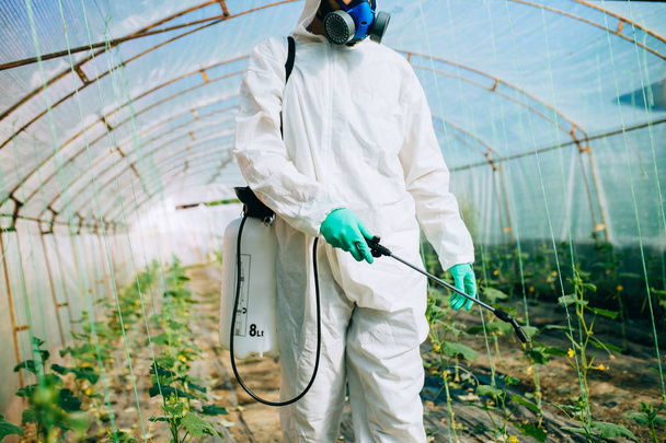 Trabajador joven rociando pesticidas orgánicos en plantas de pepino en un invernadero
. - Foto, imagen