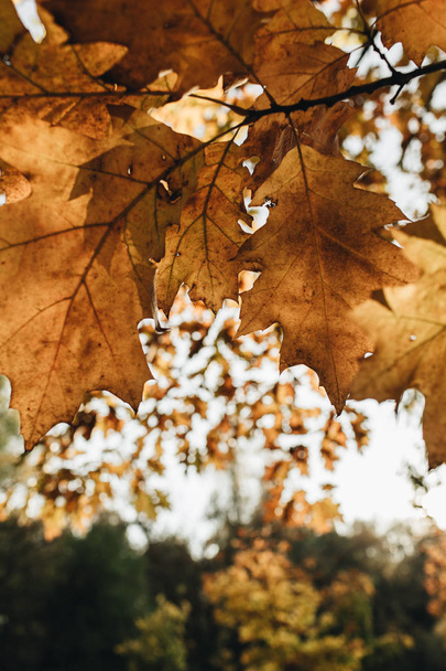Осінньо-осінній склад. Красиве апельсинове листя дуба в парку. Осінь концепція і природний фон
.  - Фото, зображення