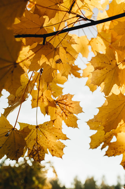 Herbst- und Herbstzusammensetzung. schöne gelbe Ahornblätter im Park. Herbst-Konzept und natürlicher Hintergrund.  - Foto, Bild