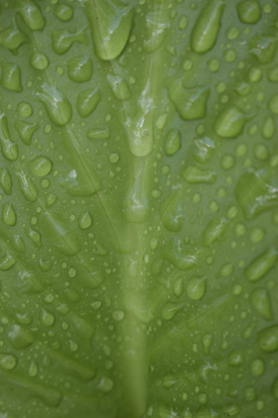 Beautiful tropical Hosta leaves with drops of water. - Photo, Image