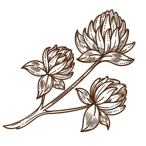 Clover or shamrock blossom isolated sketch, wild field flowers - Διάνυσμα, εικόνα