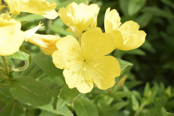 Gele bloemen van meerjarige enotera close up - Foto, afbeelding