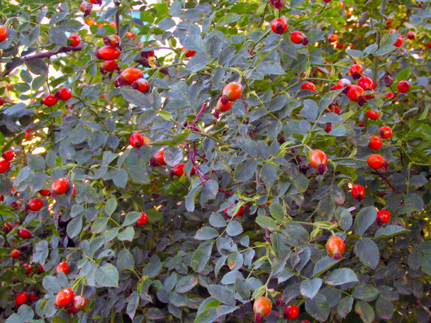 red berries on a rosehip bush close-up - Photo, Image