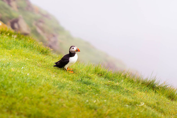 Cute Atlantic Puffin sitting on grass cliff and foggy landscape behind. Mykines island nesting colony, Faroe Islands. - Foto, imagen