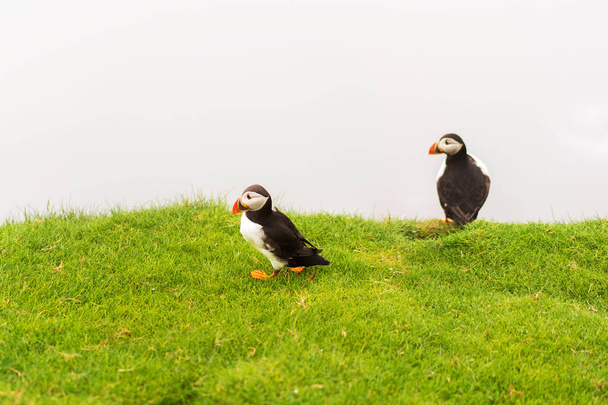 Pair of Atlantic Puffins sitting in grass cliff on Mykines island, Faroe. - Foto, imagen