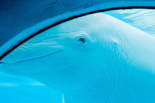 Ο υποβρύχιος κόσμος του παρελθόντος. Τα δελφίνια κολυμπούν υποβρύχια. Λευκή φάλαινα - Φωτογραφία, εικόνα