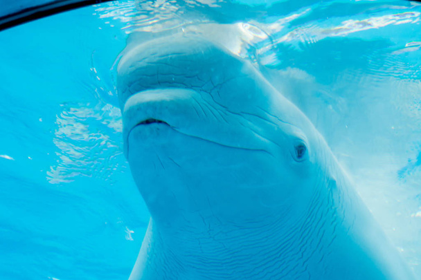  Tło podwodny świat. Delfiny pływają pod wodą. Wieloryb biały - Zdjęcie, obraz