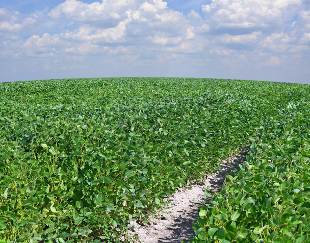 Field with young soybean plants in the rural landscape. - Photo, Image