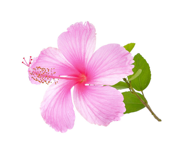 Цветок гибискуса на белом фоне - Фото, изображение