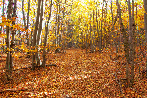 sonbahar ormanı - Fotoğraf, Görsel