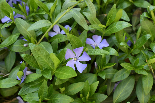 Spring perennial carpeted flowers, periwinkle with delicate blue flowers and beautiful leaves, green and floral background in spring - Photo, Image