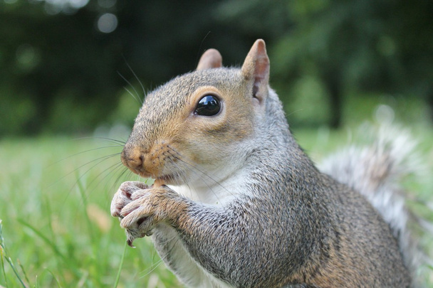 Harmaa orava tulossa ruokittavaksi
 - Valokuva, kuva