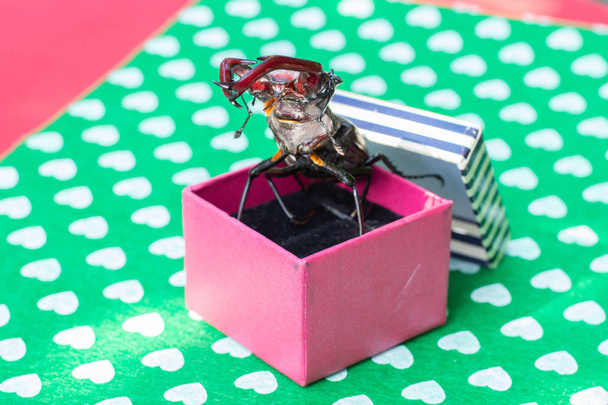 Un regalo inusual. Escarabajo - un ciervo sale de una caja de regalo
. - Foto, Imagen