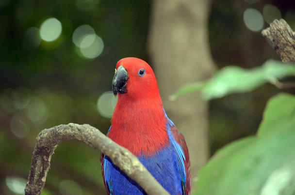 Electus papegaai - Foto, afbeelding