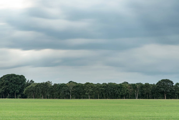 Meadow with trees on horizon under cloudy sky. Long exposure sho - 写真・画像
