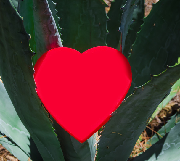 Heart shape on tropical plant - Photo, Image
