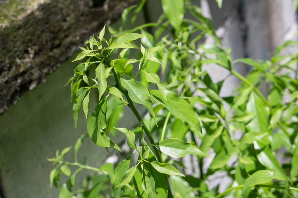 Cinnamomum camphora ağacının yaprak - Fotoğraf, Görsel