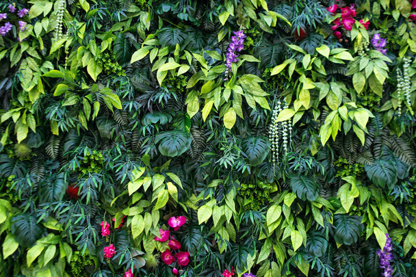Τροπικά φύλλα και λουλούδια φόντο. Φυσικό φόντο του κάθετου κήπου με τροπικό πράσινο φύλλο - Φωτογραφία, εικόνα