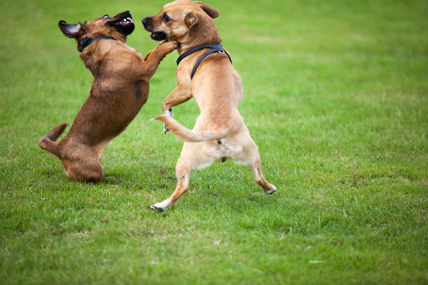 fightings σκυλιά - Φωτογραφία, εικόνα