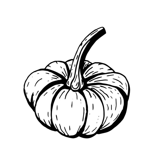 Гарбузовий овочево-чорний контур на білому тлі. Малювання вручну
 - Вектор, зображення