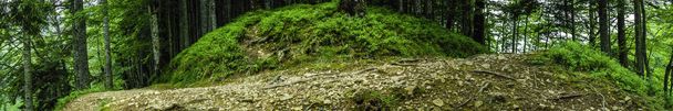 Extremely Wide Panorama of Deep Forests Path. - Photo, Image