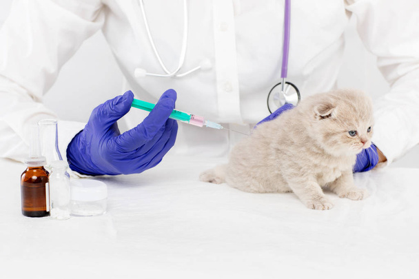 Veterinarian makes an injection to a small kitten in a veterinary clinic. Medicine concept - Photo, Image