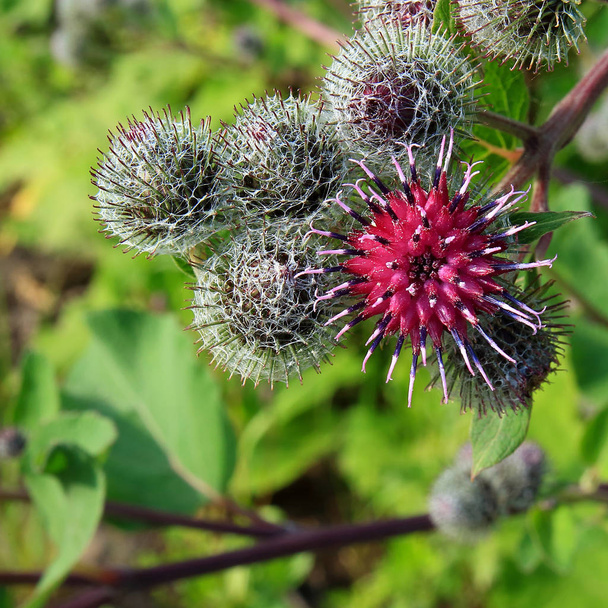 Burdock Thorny fialová květina - Fotografie, Obrázek