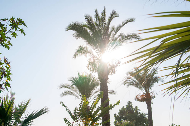 Palms, palm leaves, sunny weather, concept of rest and vacation, summer holidays in Turkey.  - Photo, Image