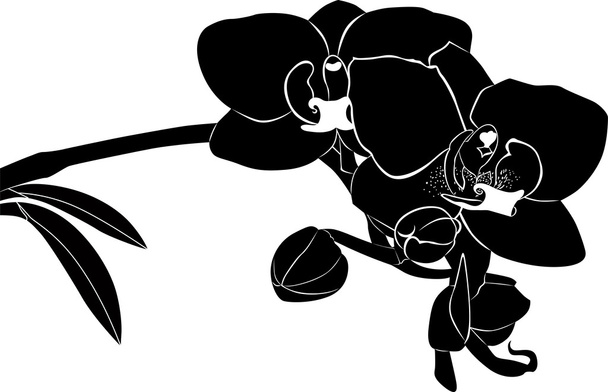 Ramita de flores de orquídea
 - Vector, Imagen