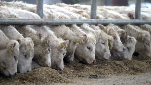 Rinder, viele weiße Kühe stehen im Gehege, Viehstall, fressen Heu, füttern. perspektivische Sicht - Filmmaterial, Video