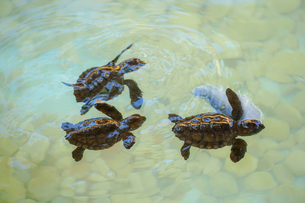 Baby tengeri teknősök keltető úszás és gyönyörködtető élelmiszer tiszta tengervíz. - Fotó, kép